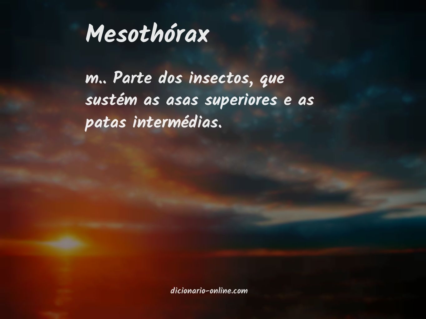 Significado de mesothórax