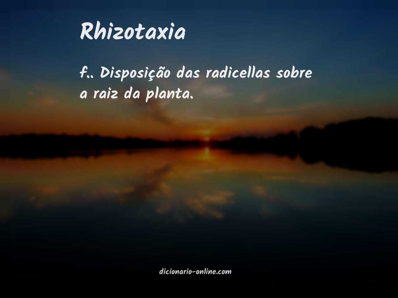Significado de rhizotaxia