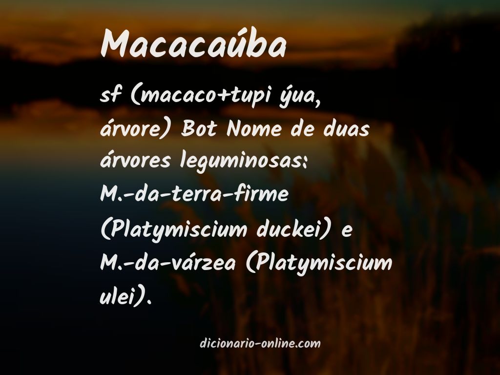 Significado de macacaúba