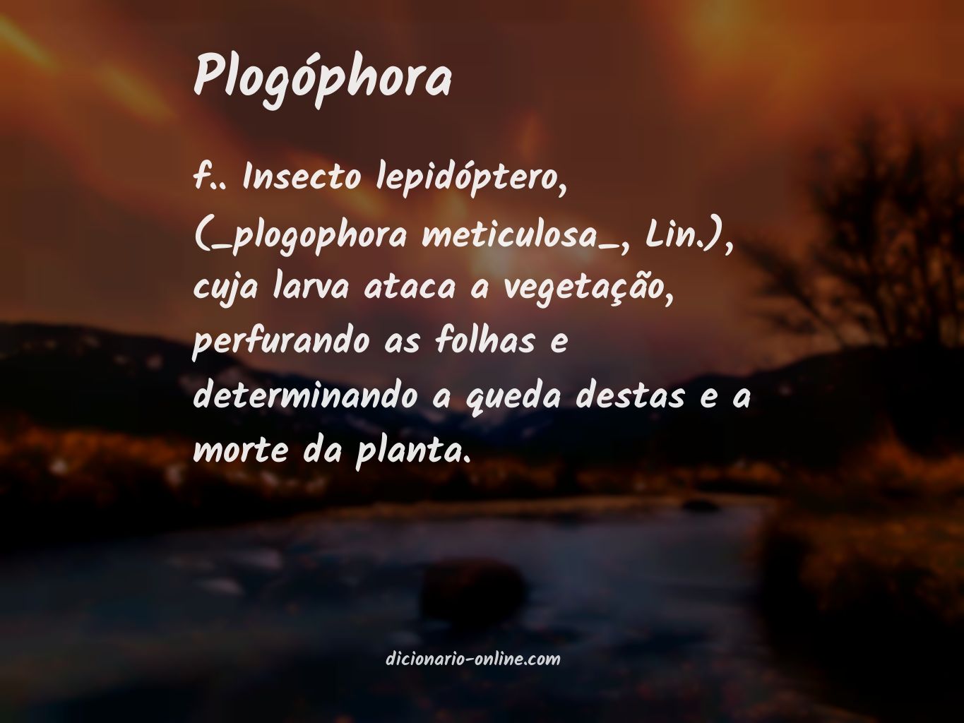 Significado de plogóphora