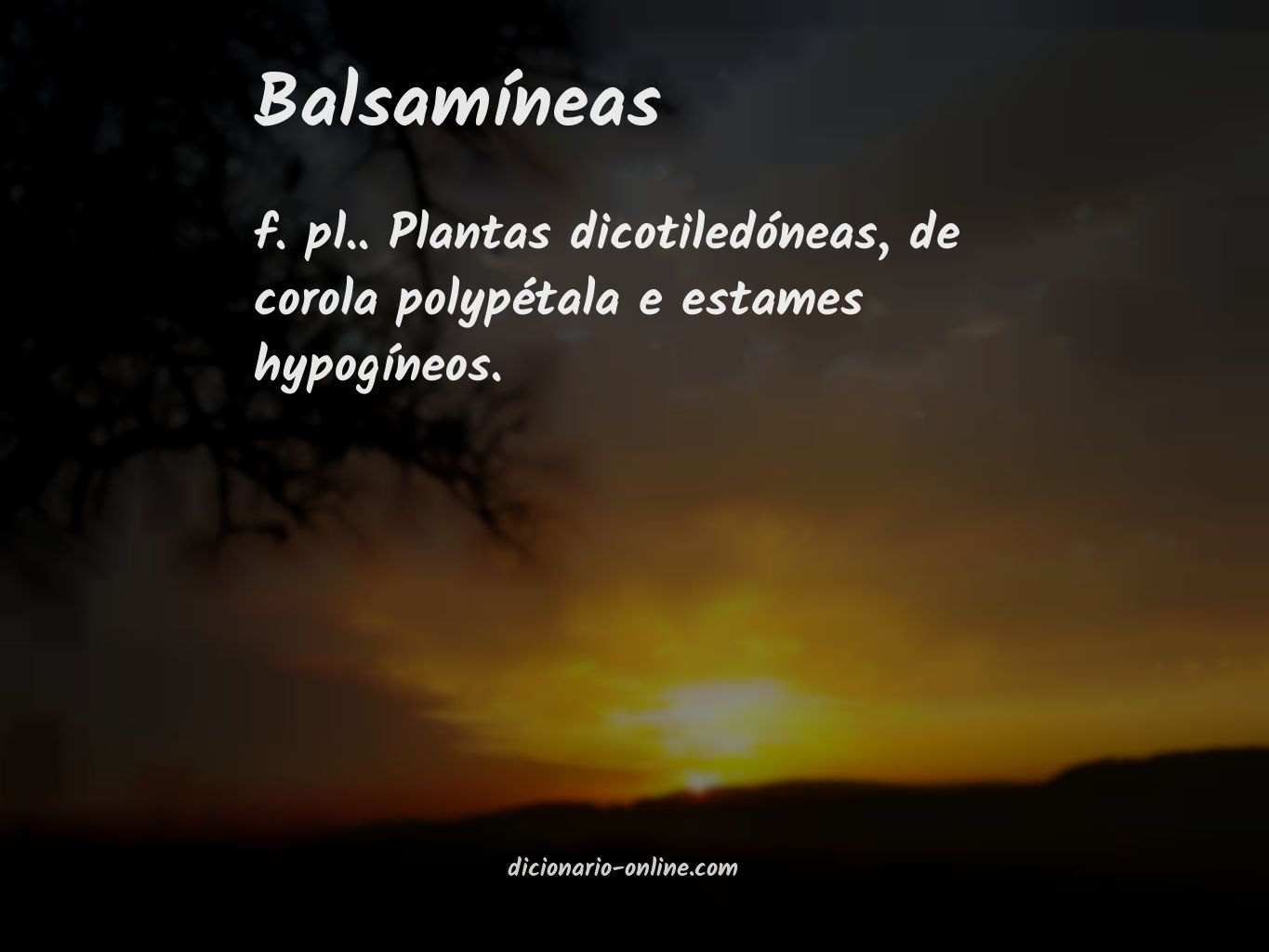 Significado de balsamíneas