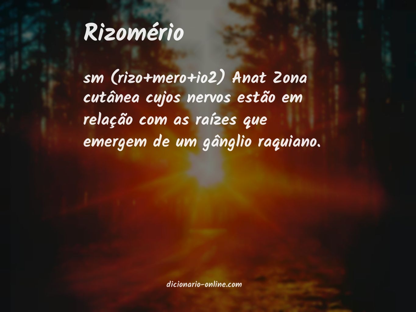 Significado de rizomério