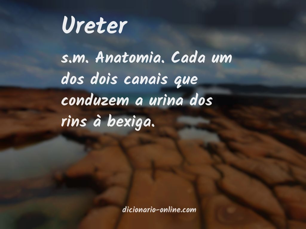 Significado de ureter