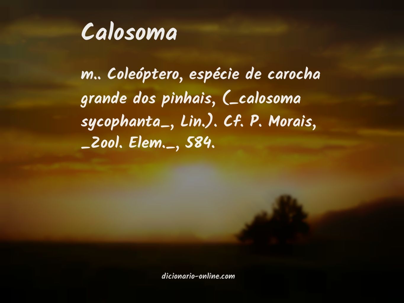 Significado de calosoma