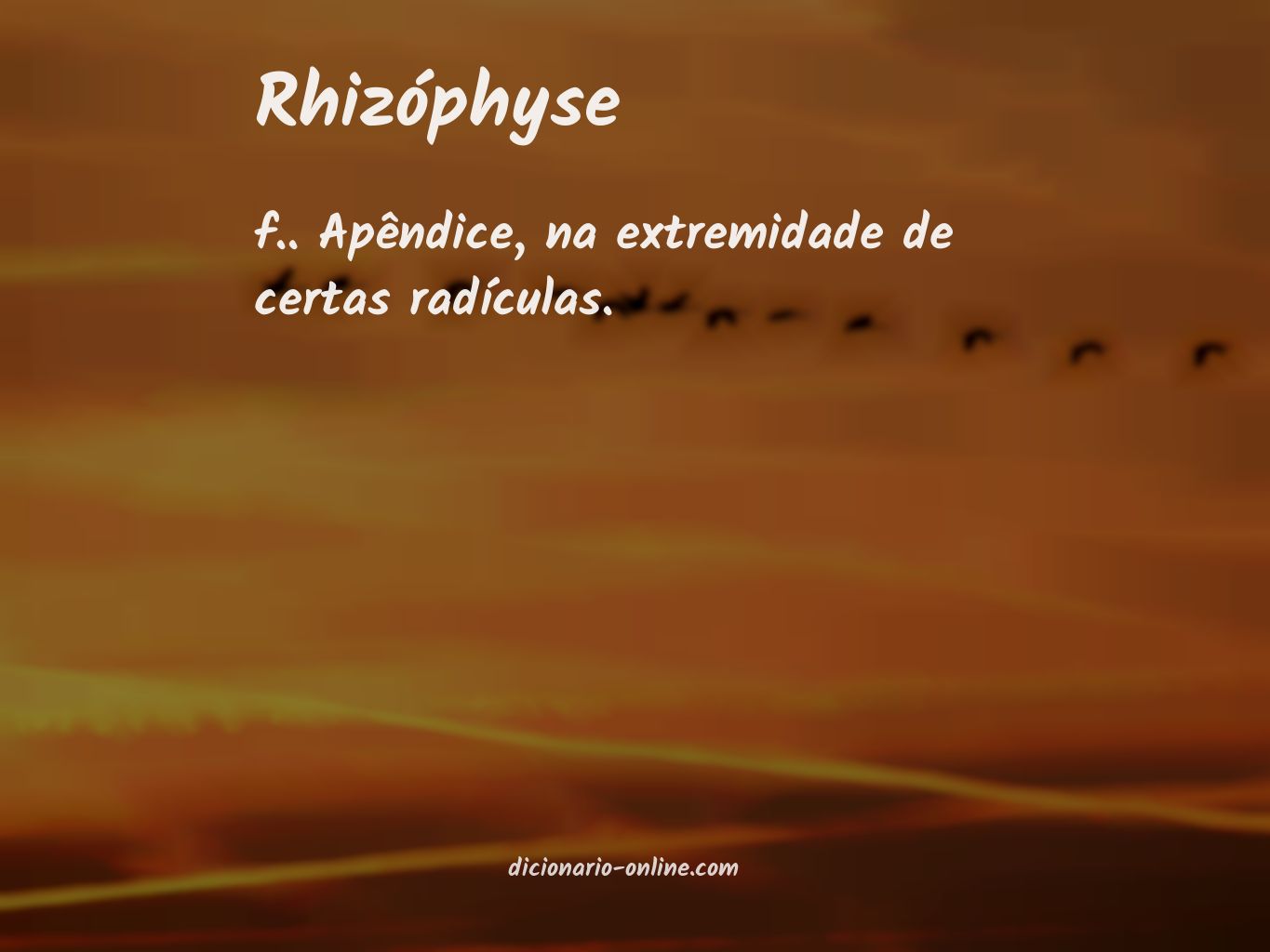 Significado de rhizóphyse