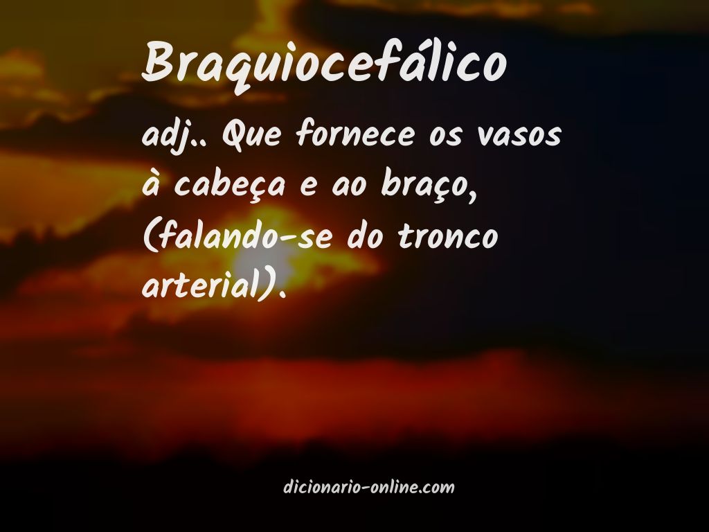 Significado de braquiocefálico