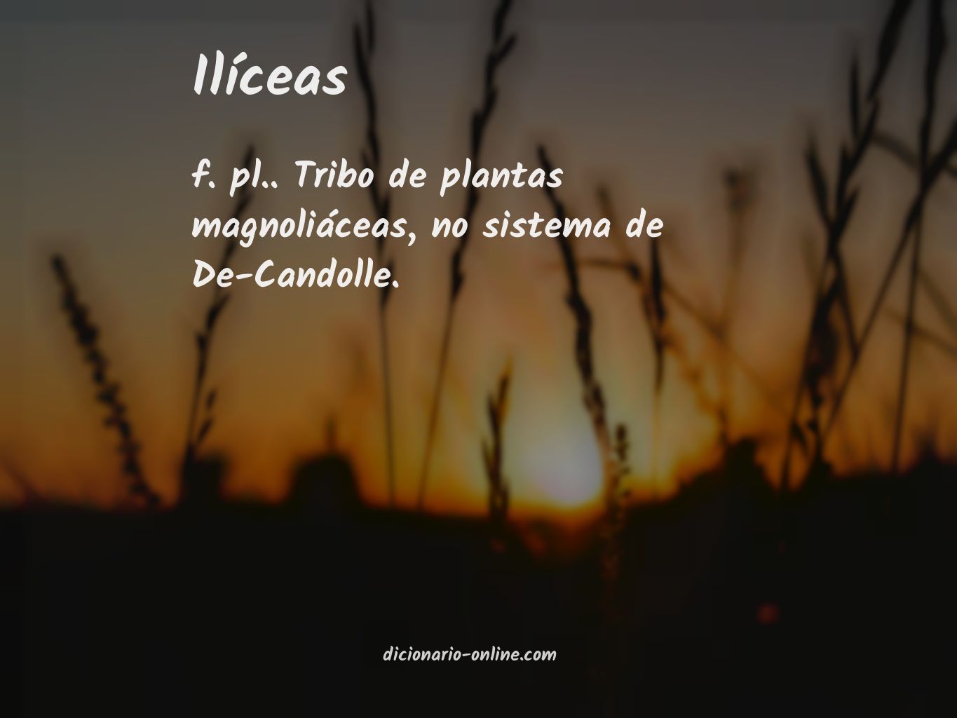 Significado de ilíceas