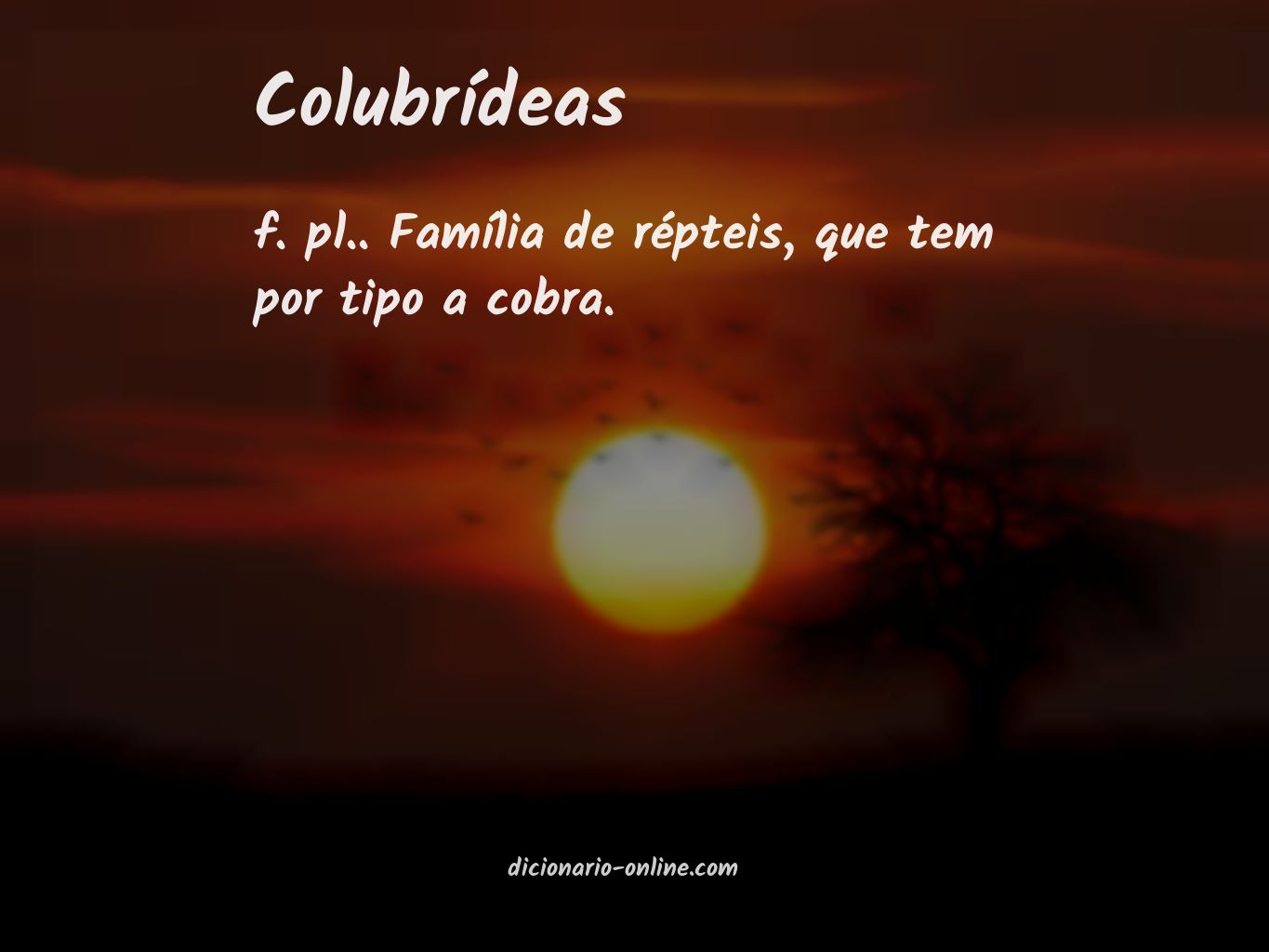 Significado de colubrídeas