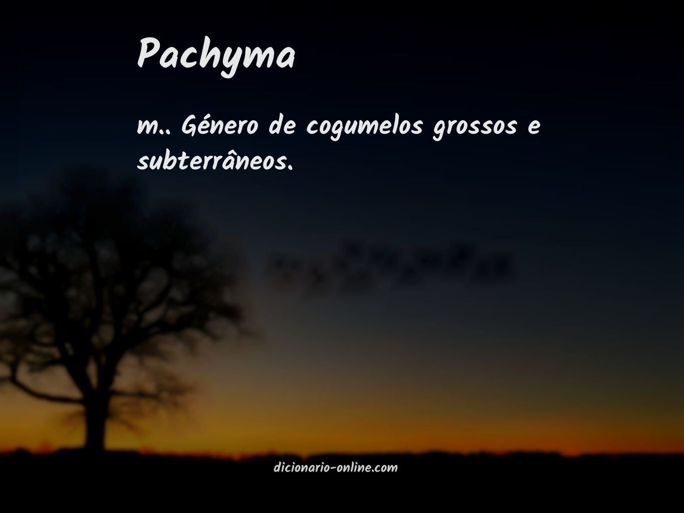 Significado de pachyma