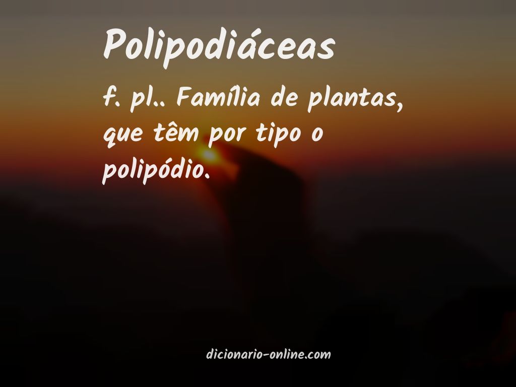 Significado de polipodiáceas