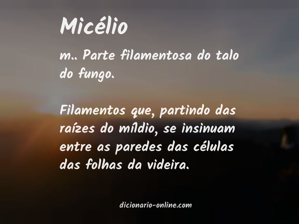 Significado de micélio