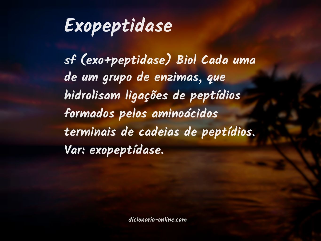 Significado de exopeptidase