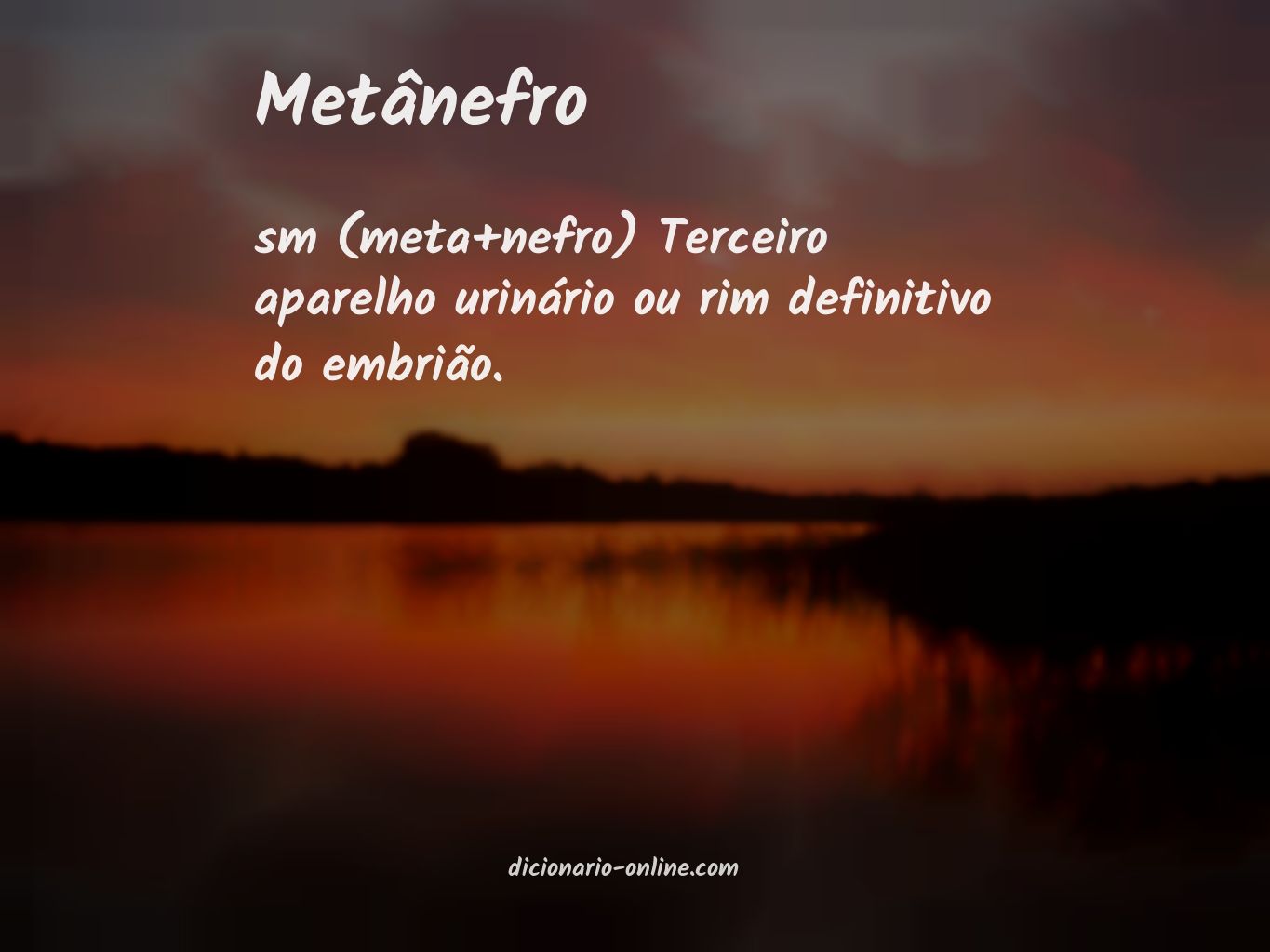 Significado de metânefro