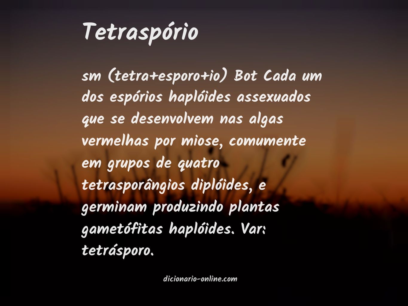 Significado de tetraspório