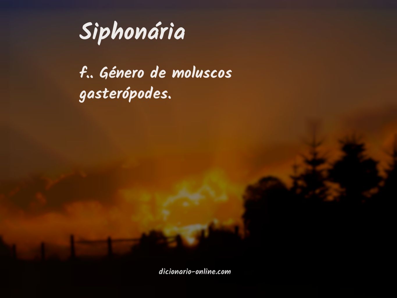 Significado de siphonária