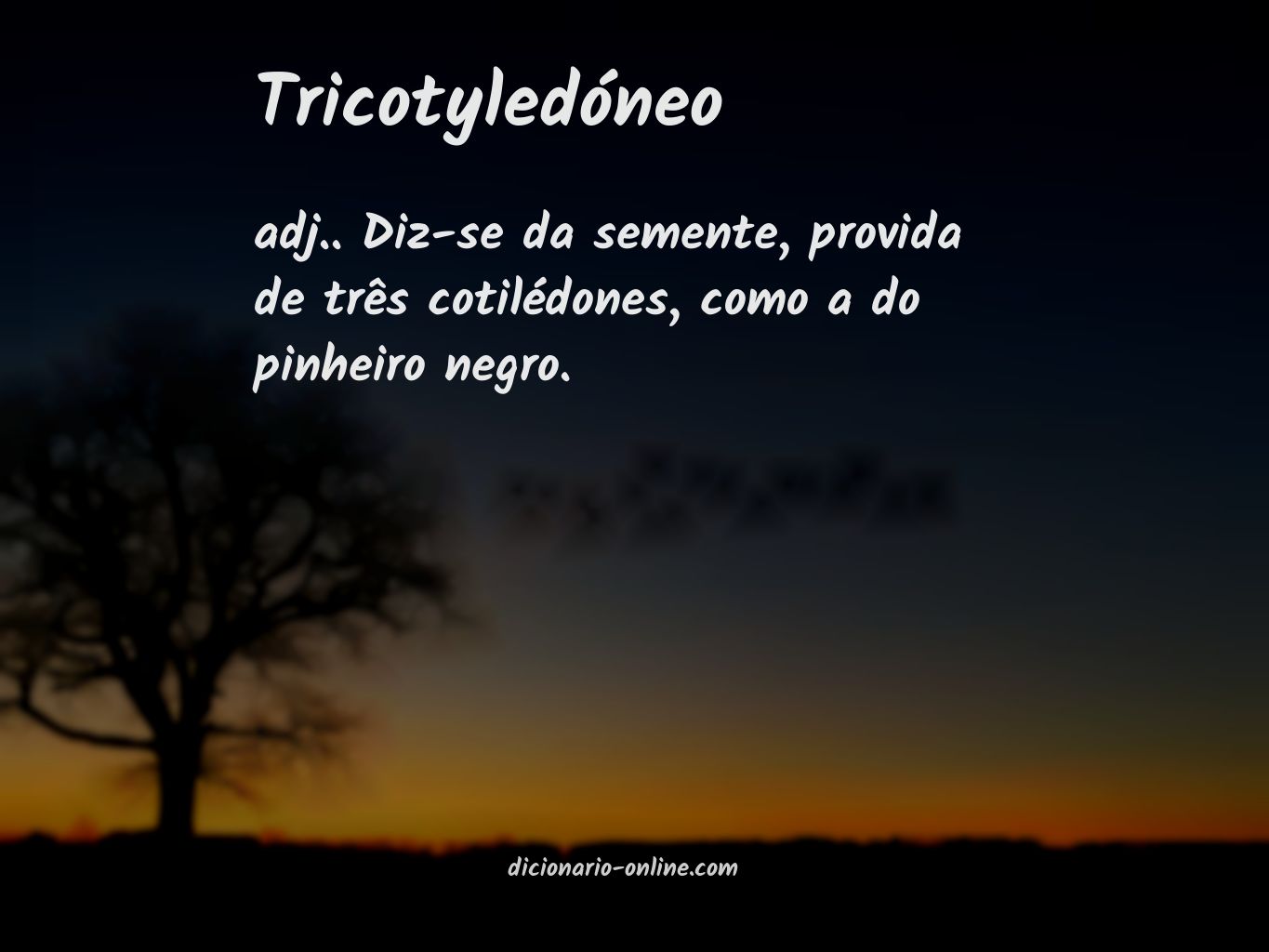 Significado de tricotyledóneo