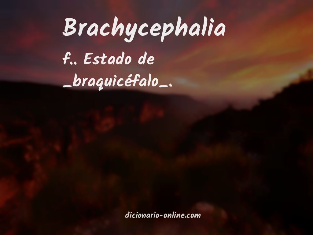Significado de brachycephalia