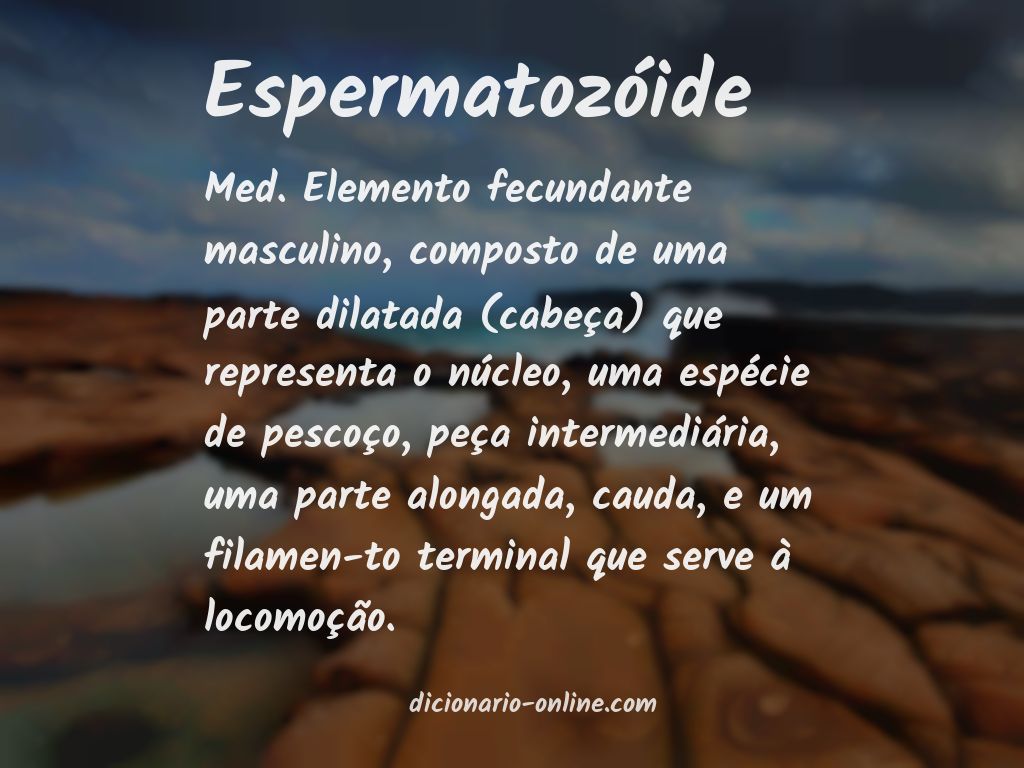 Significado de espermatozóide