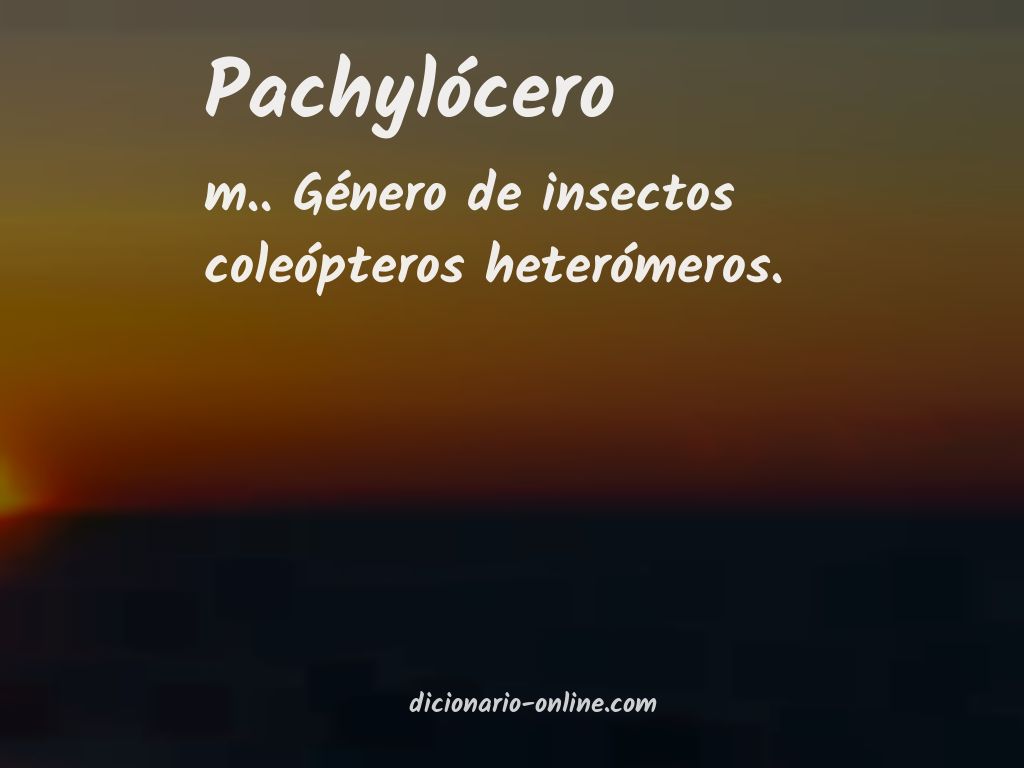 Significado de pachylócero