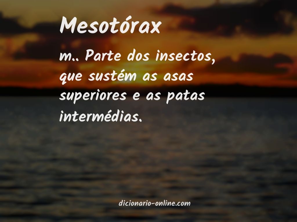 Significado de mesotórax
