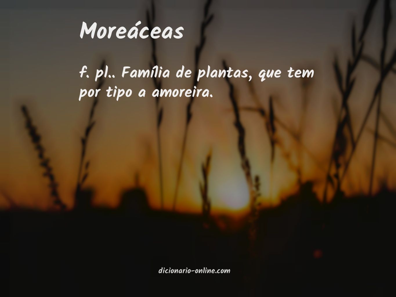 Significado de moreáceas