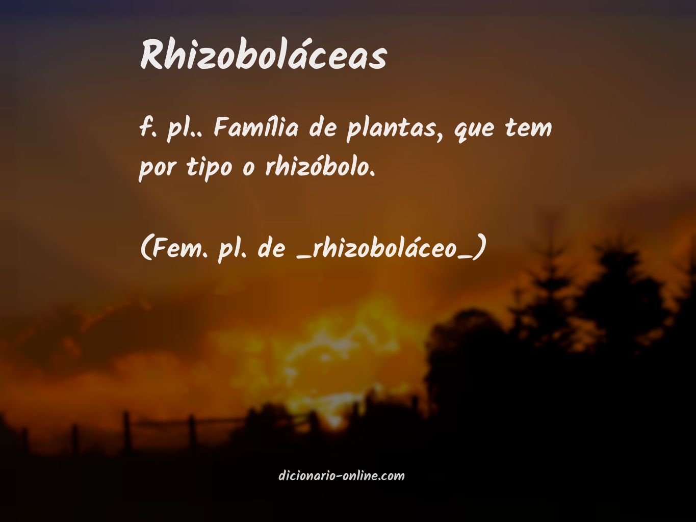 Significado de rhizoboláceas