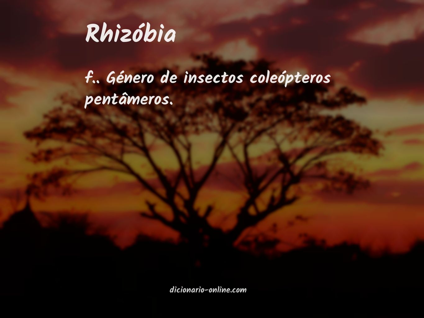 Significado de rhizóbia