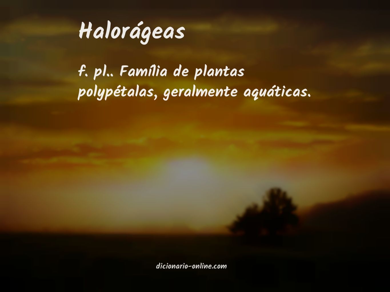 Significado de halorágeas