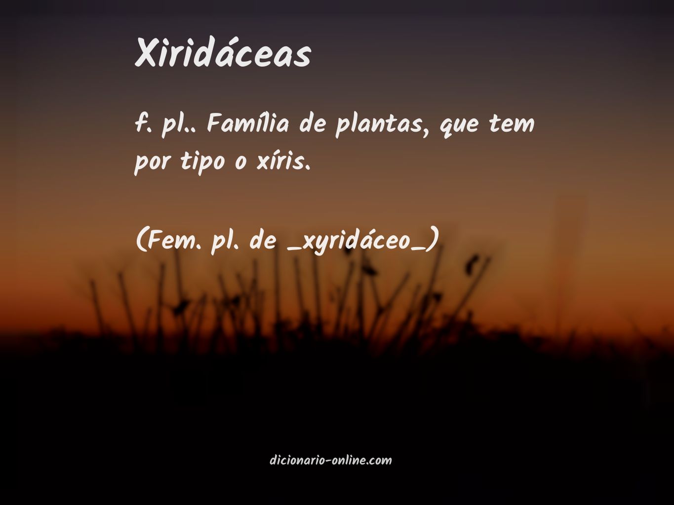 Significado de xiridáceas