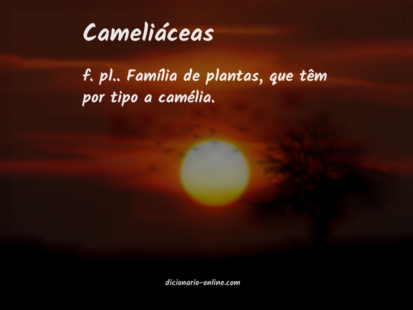 Significado de cameliáceas