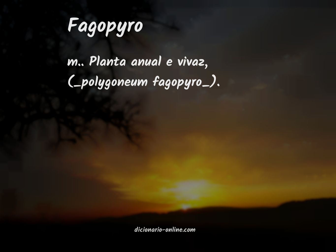 Significado de fagopyro