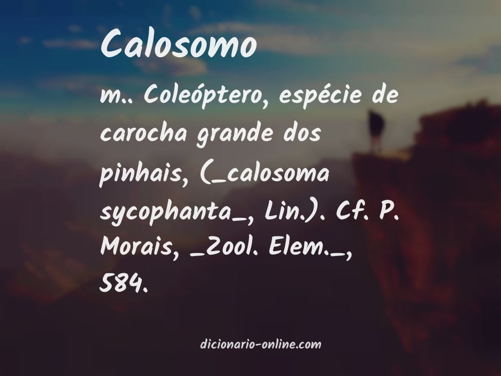 Significado de calosomo