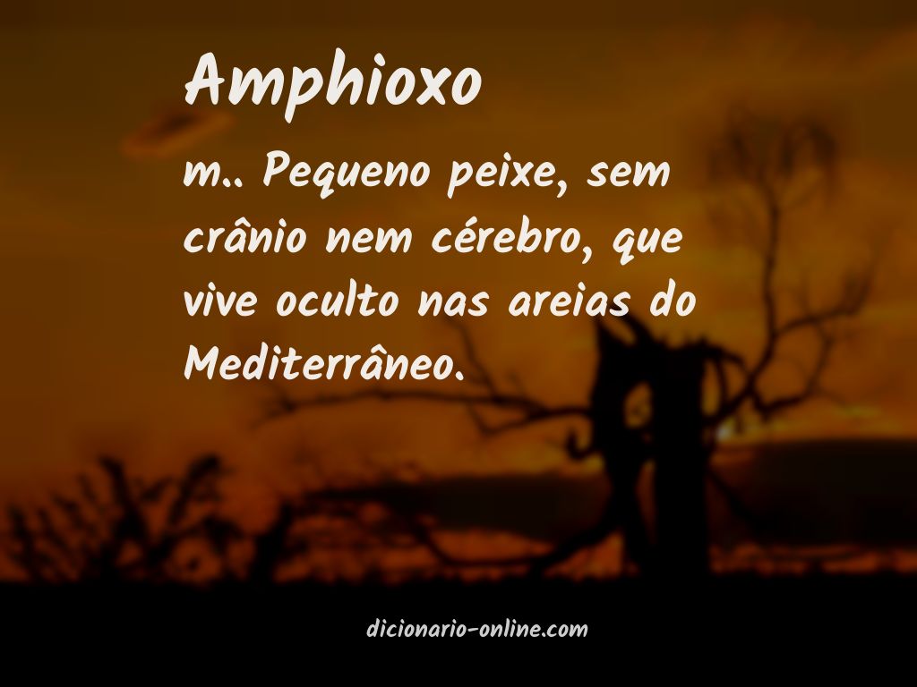 Significado de amphioxo