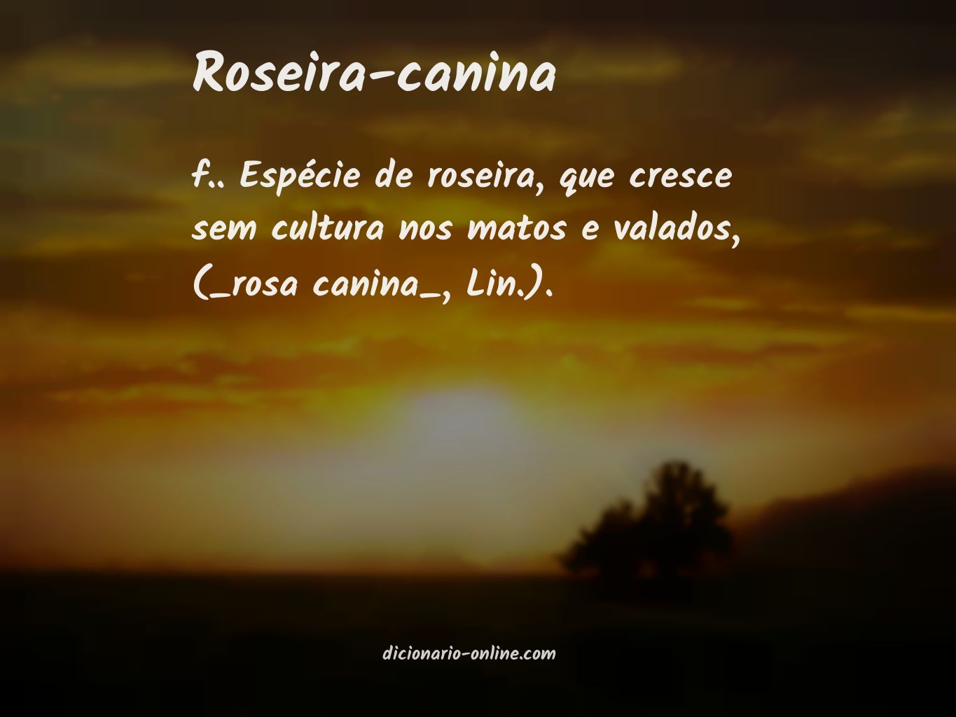 Significado de roseira-canina