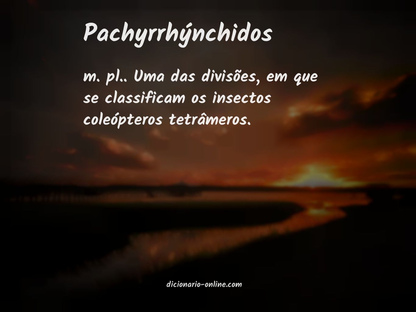 Significado de pachyrrhýnchidos