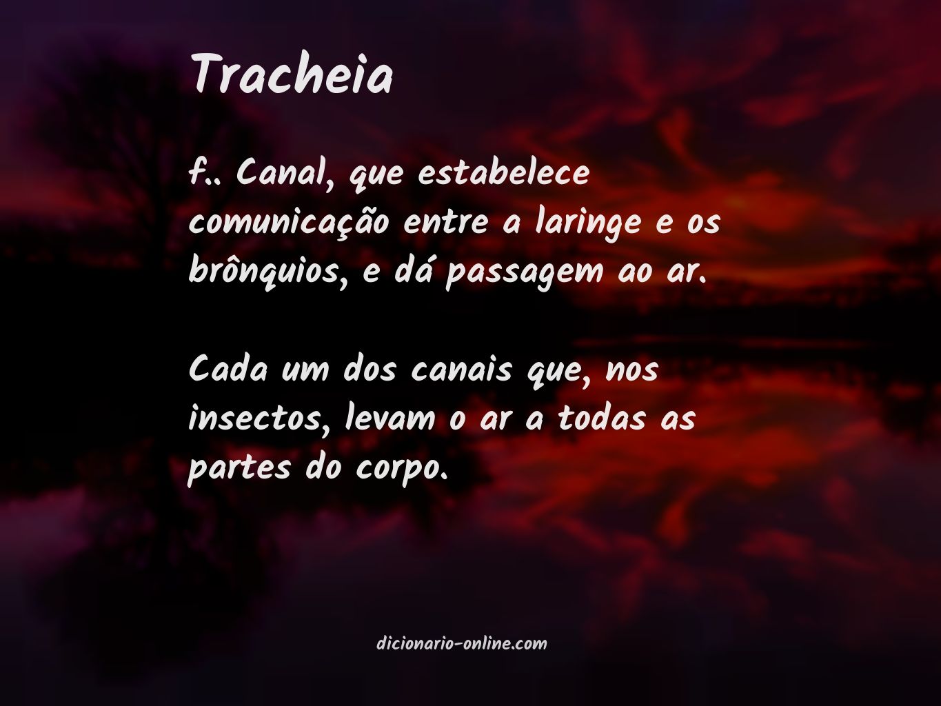 Significado de tracheia