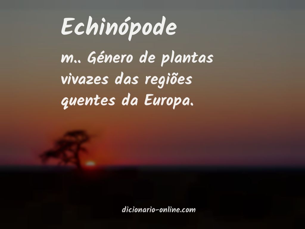 Significado de echinópode