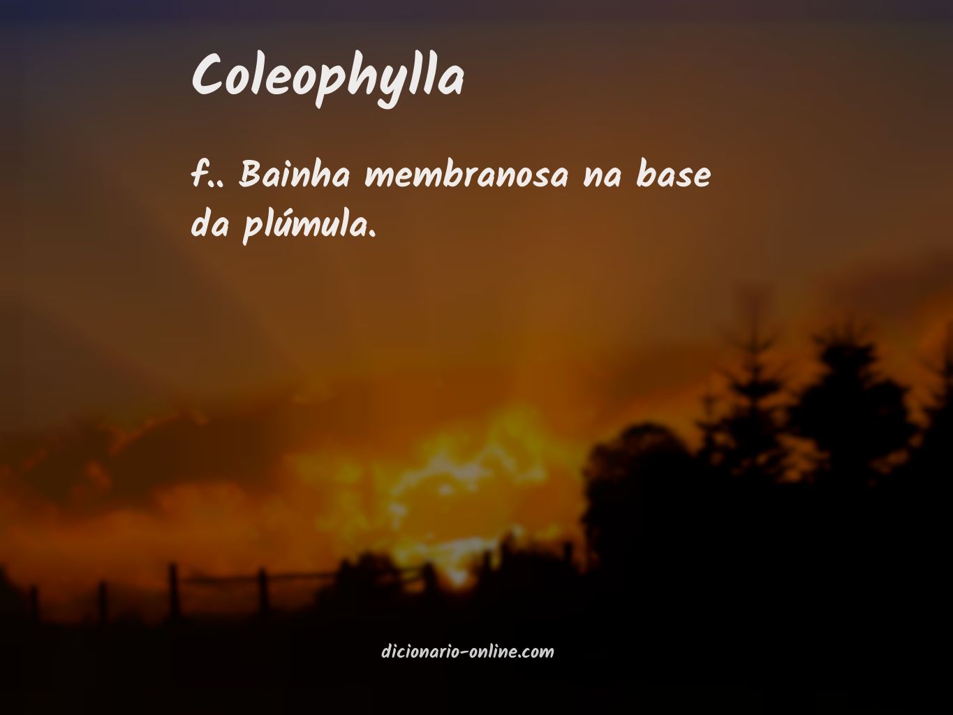Significado de coleophylla