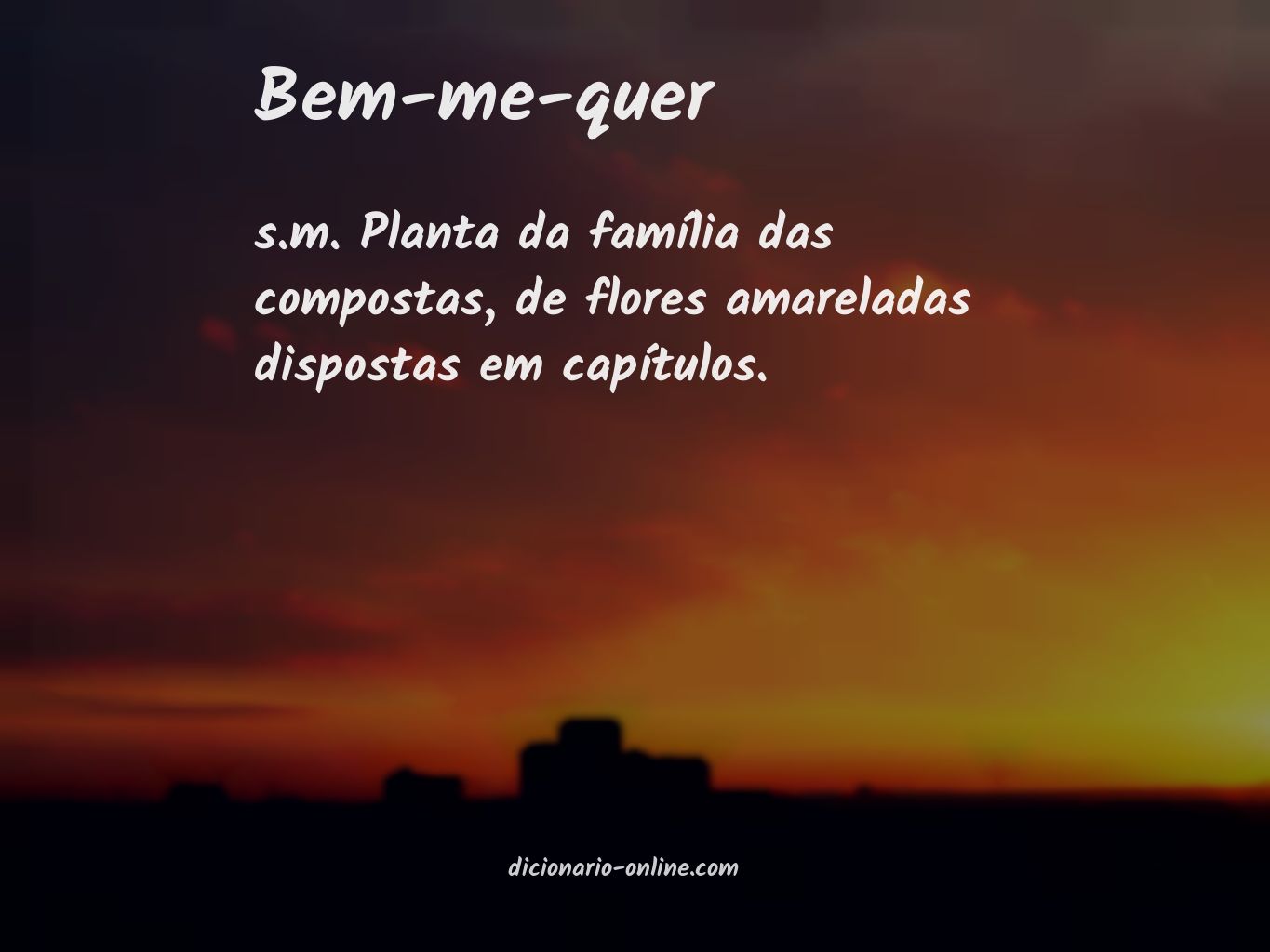 Significado de bem-me-quer