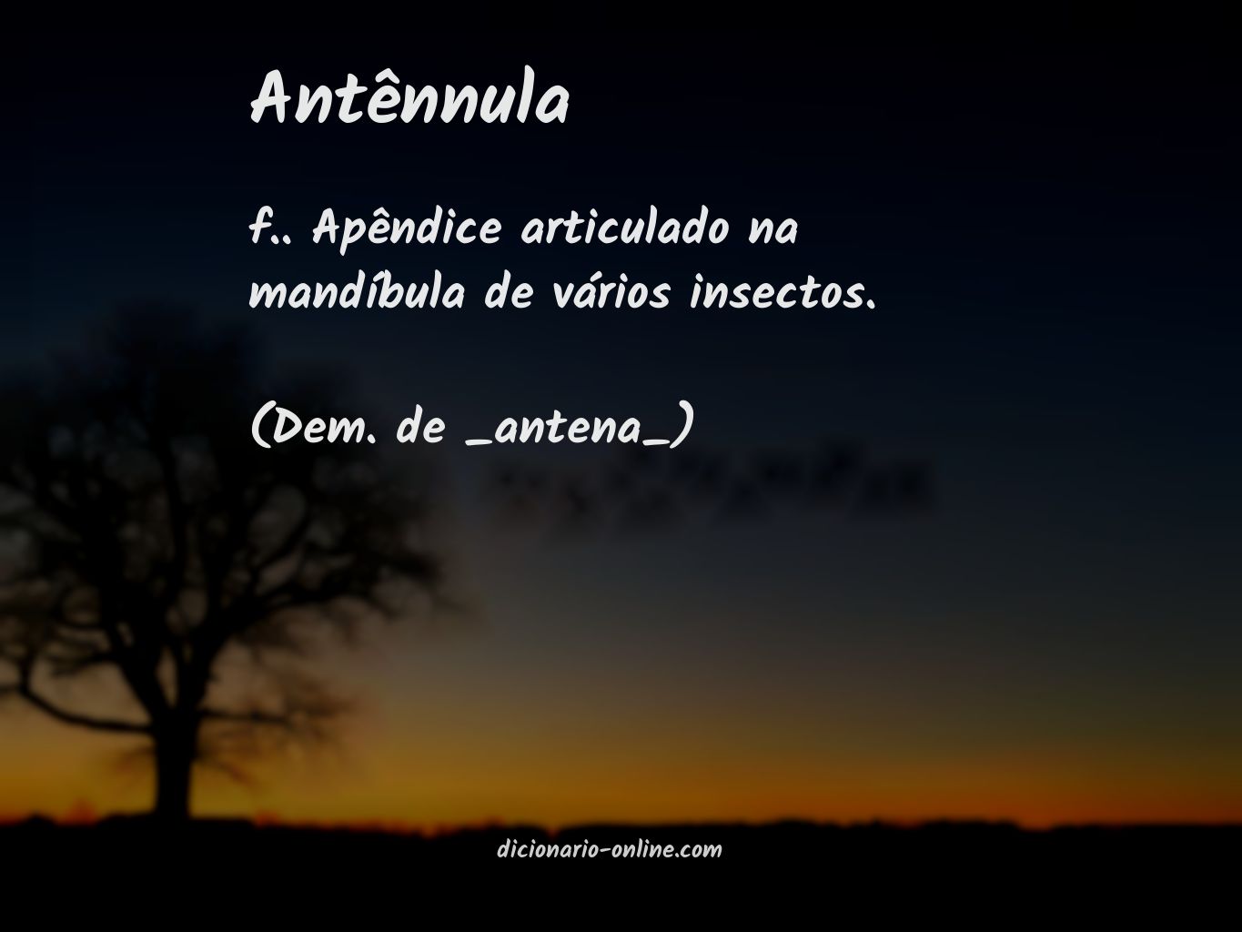 Significado de antênnula