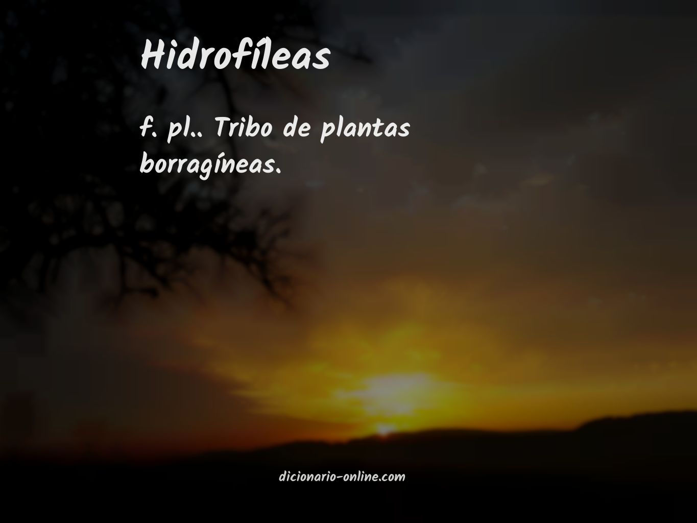 Significado de hidrofíleas