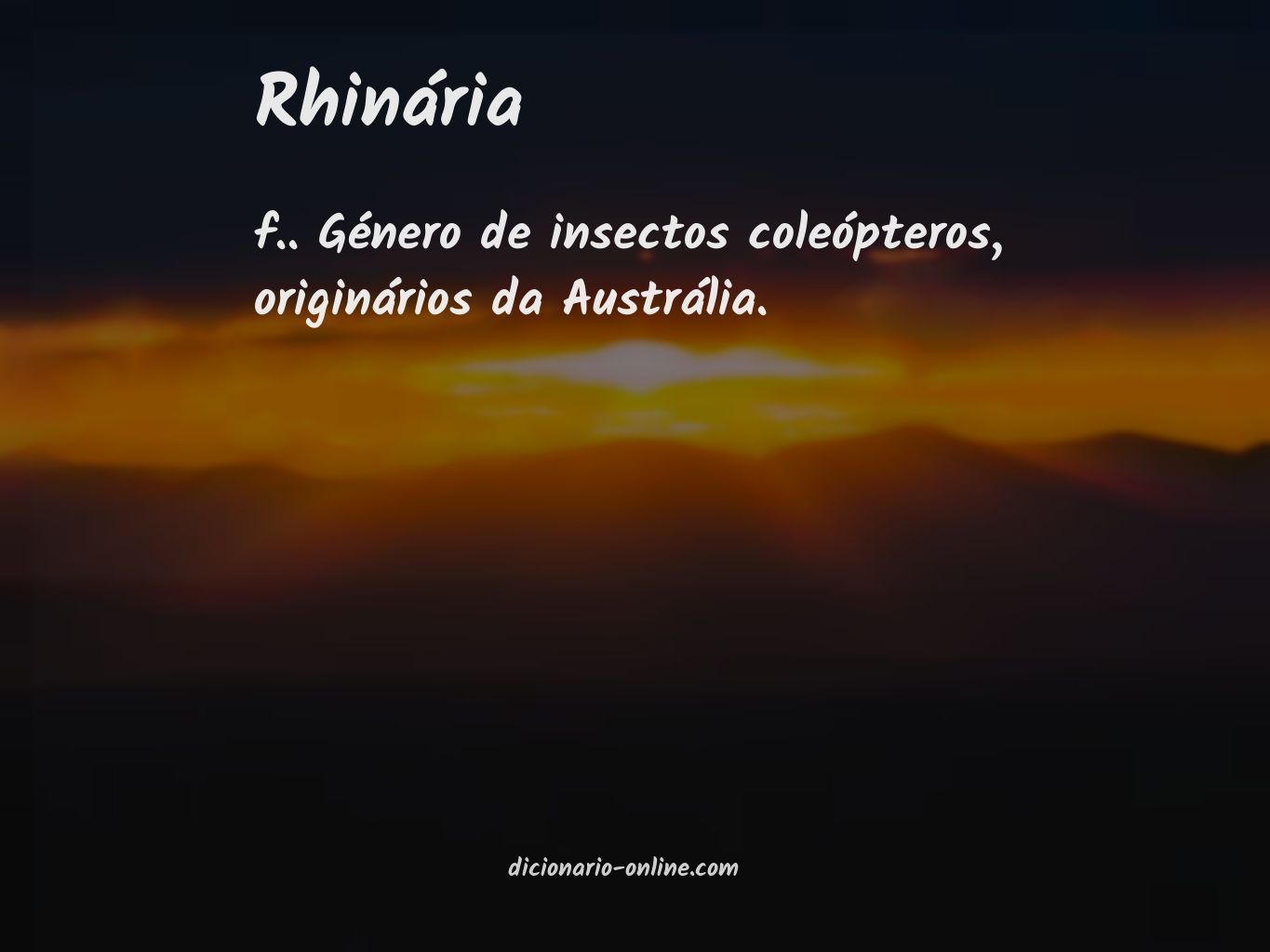 Significado de rhinária