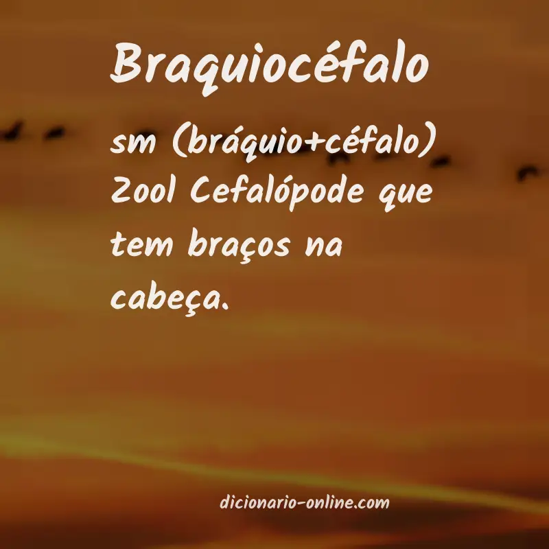 Significado de braquiocéfalo