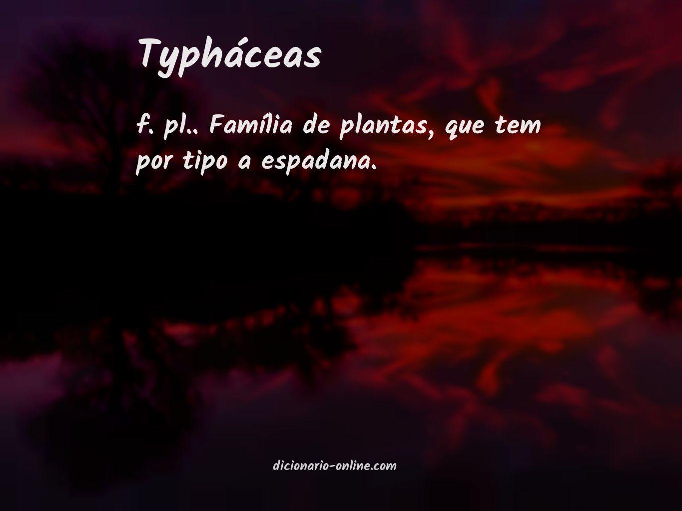 Significado de typháceas