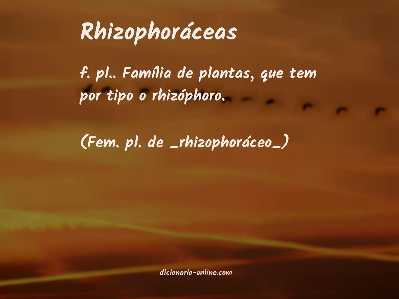 Significado de rhizophoráceas
