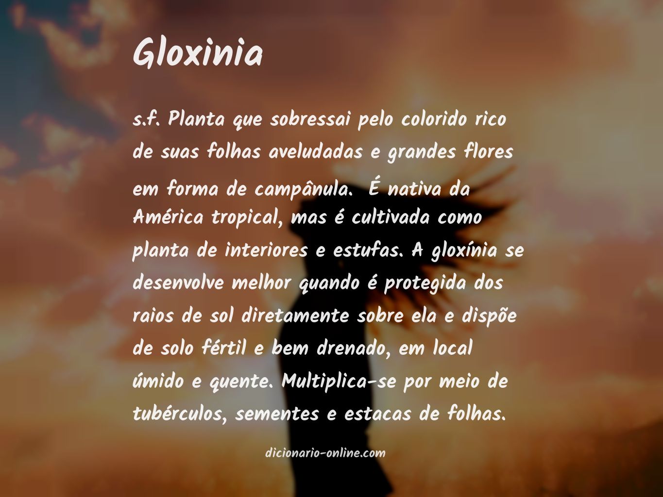 Significado de gloxinia