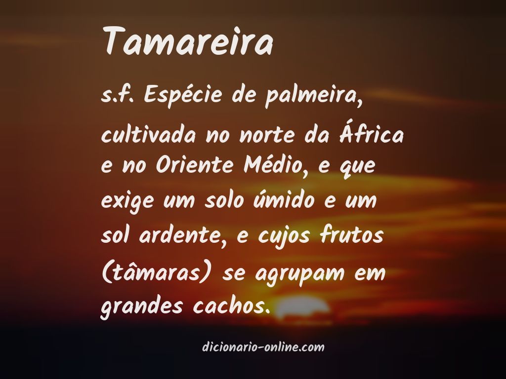 Significado de tamareira