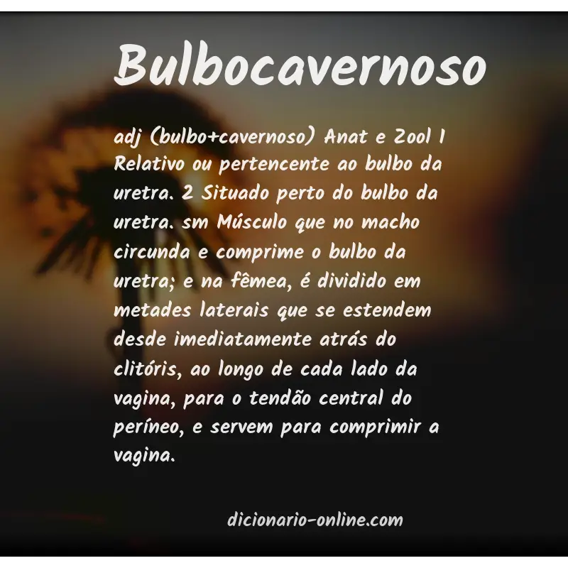 Significado de bulbocavernoso