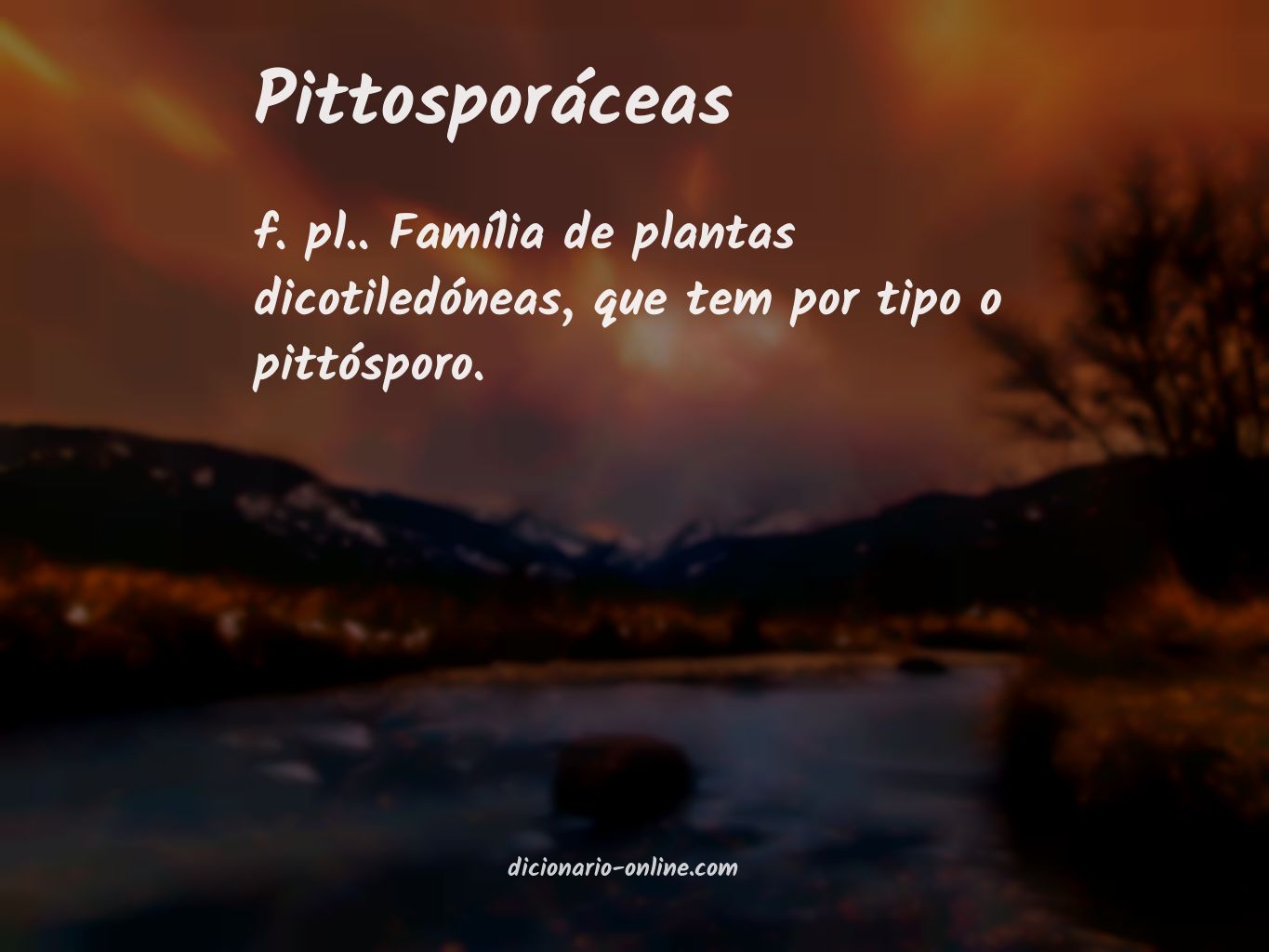 Significado de pittosporáceas