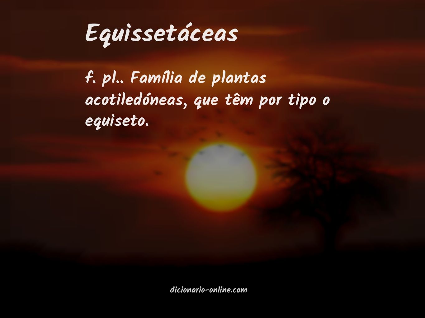 Significado de equissetáceas